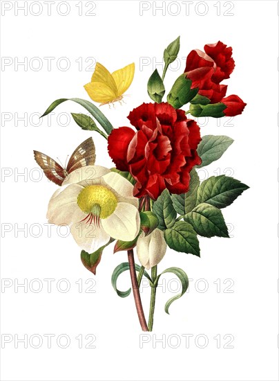 Helleborus niger and red Tagetes