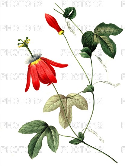 Passiflora racemosa