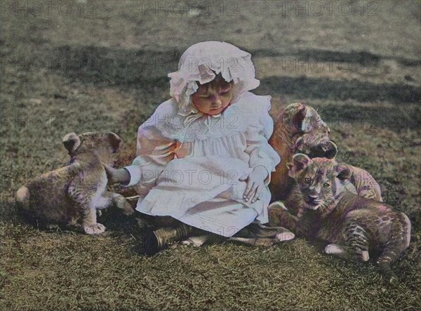 Little girl plays with three lion cubs