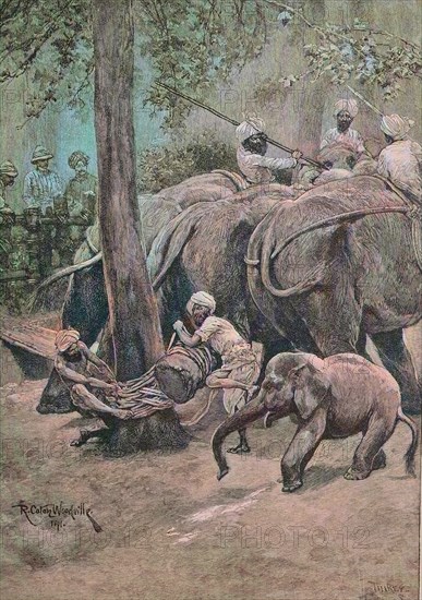 Bonding of a captive elephant in India