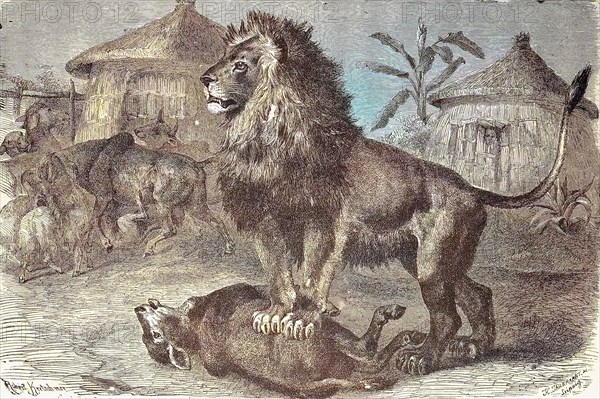 lion has torn a sheep