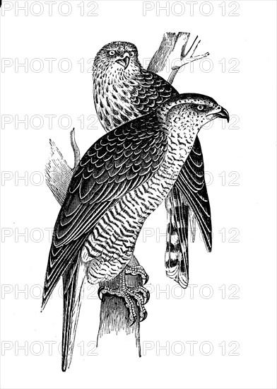 Goshawk