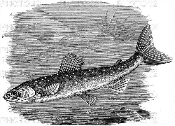 Salvelinus umbla