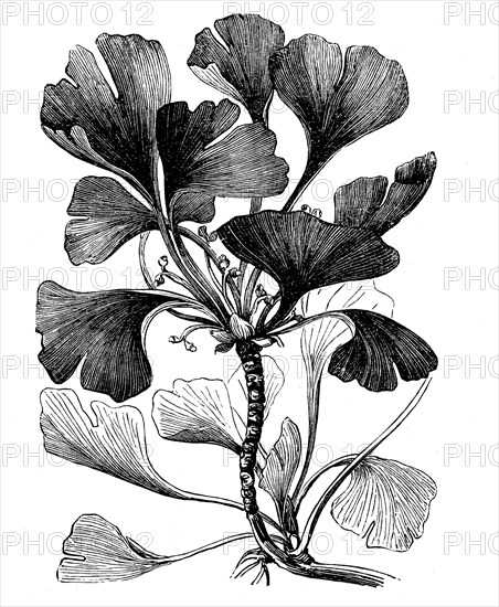 Ginkgo or Ginko