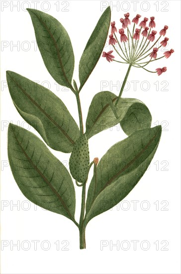 Apocynum androsaemifolium