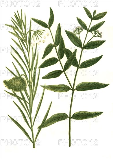 Apocynum cannabinum