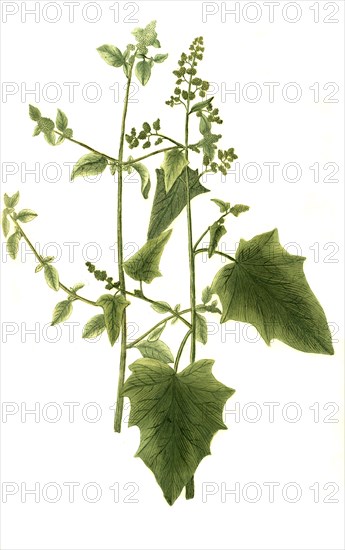 Atriplex is a plant genus of 250-300 species