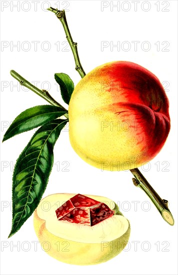 peach Catharine