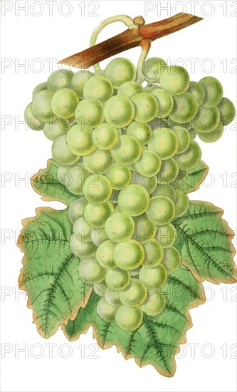 Grape common muscadine