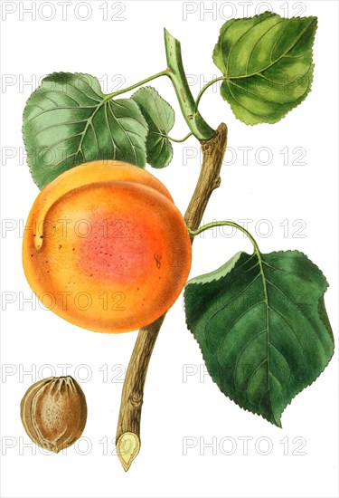 Apricot Turkey