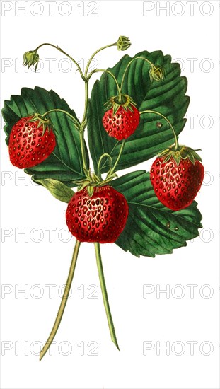 the downton strawberry