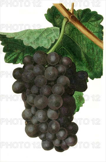 the Millers Burgundy grape