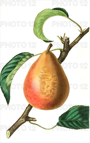 Beurré Capiaumont pear