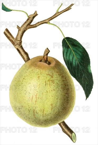 White Doyenne pears are small to medium pears with roundish shape