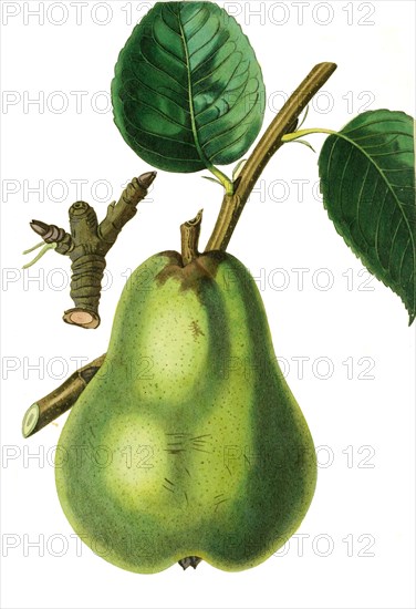 Pyrus communis Napoleon