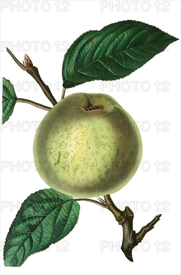 the Martin Nonpareil apple