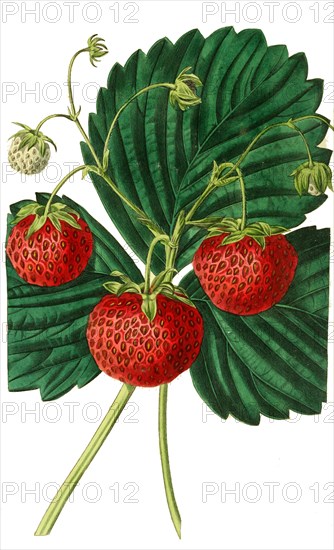 the Keen's seedling strawberry