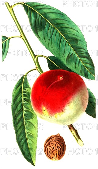 the spring-grove peach