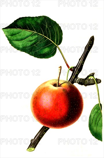 the summer rose pear