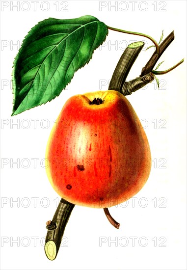 Adams's Pearmain Pear