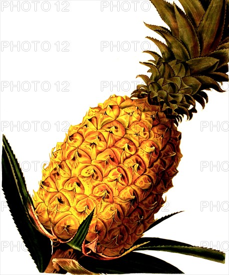 the Ripley Pine Pineapple