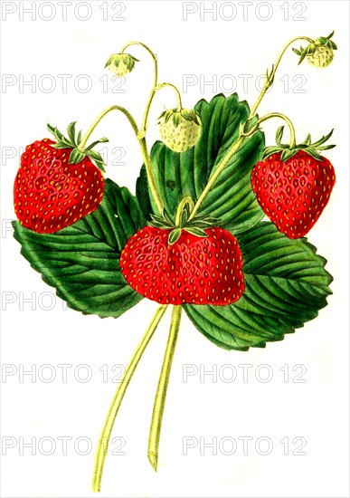 the Elton Seedling Strawberry