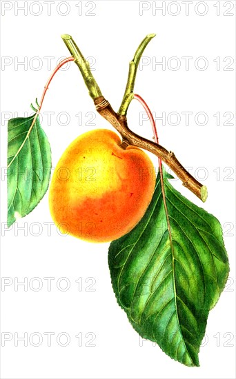 The Large Early Apricot