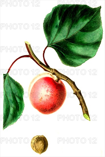 Breda Apricot