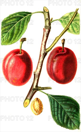 The Isabella Plum