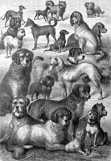 different breeds of dogs in an illustration from 1880