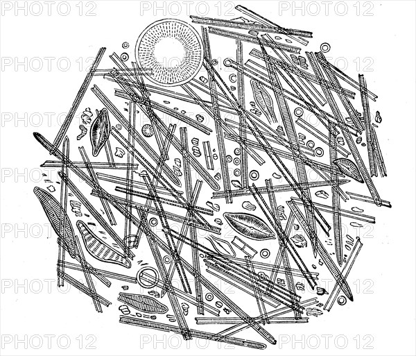 Siliceous diatoms or diatoms