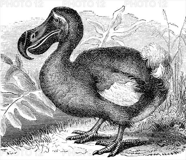 The dodo