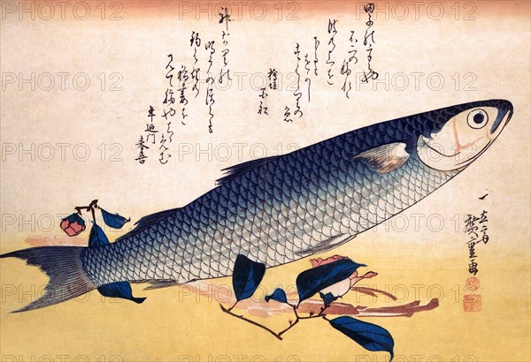 Bora Fish