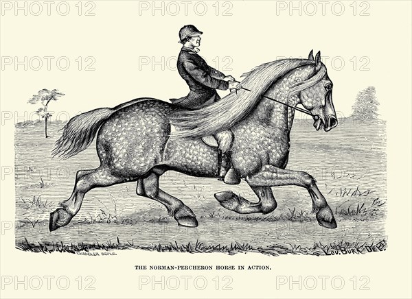 The Norman-Percheron Horse in Action