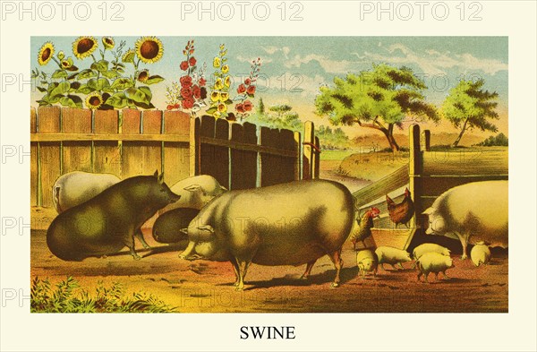 Swine