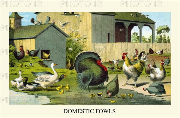 Domestic Fowls