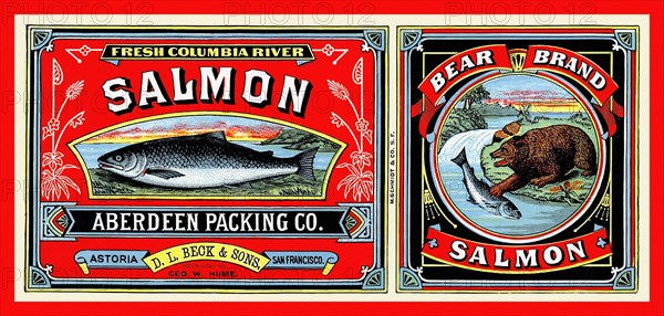 Bear Brand Salmon