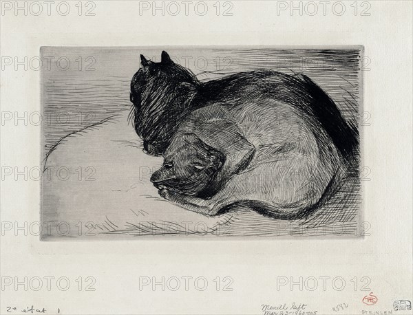 Two sleeping cats