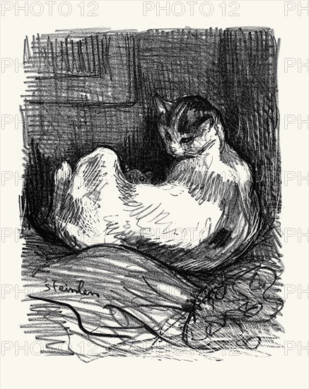 La mére chatte