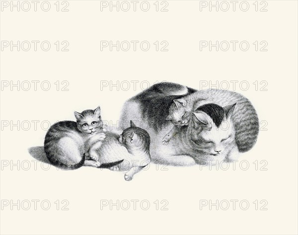 Sleeping Cat and Kittens