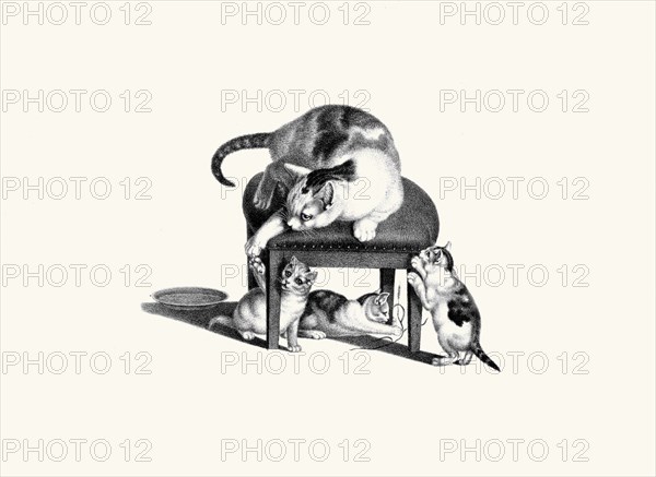 Cat on Stool