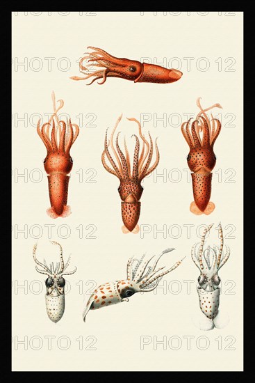 Calliteuthis hoylei + reversa and Histoteuthis juveniles