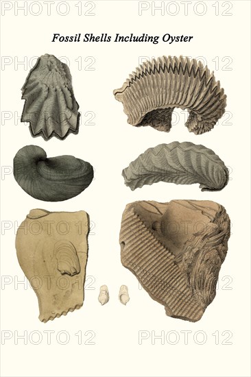 Fossil Shells Including Oyster