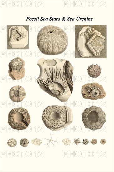 Fossil Sea Stars & Sea Urchins