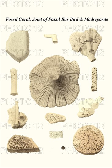 Fossil Coral, Joint of Fossil Ibis Bird & Madreporite