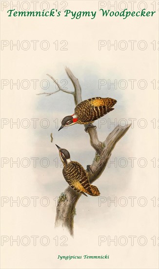 Temmnick's Pygmy Woodpecker
