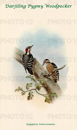 Darjiling Pygmy Woodpecker