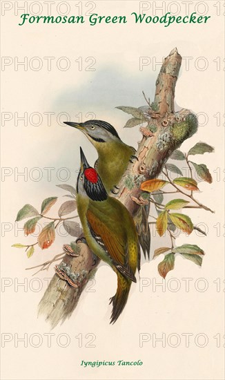 Formosan Green Woodpecker