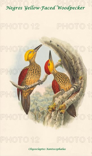 Negros Yellow-Faced Woodpecker