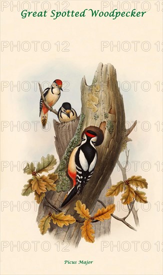 Great Spotted Woodpecker